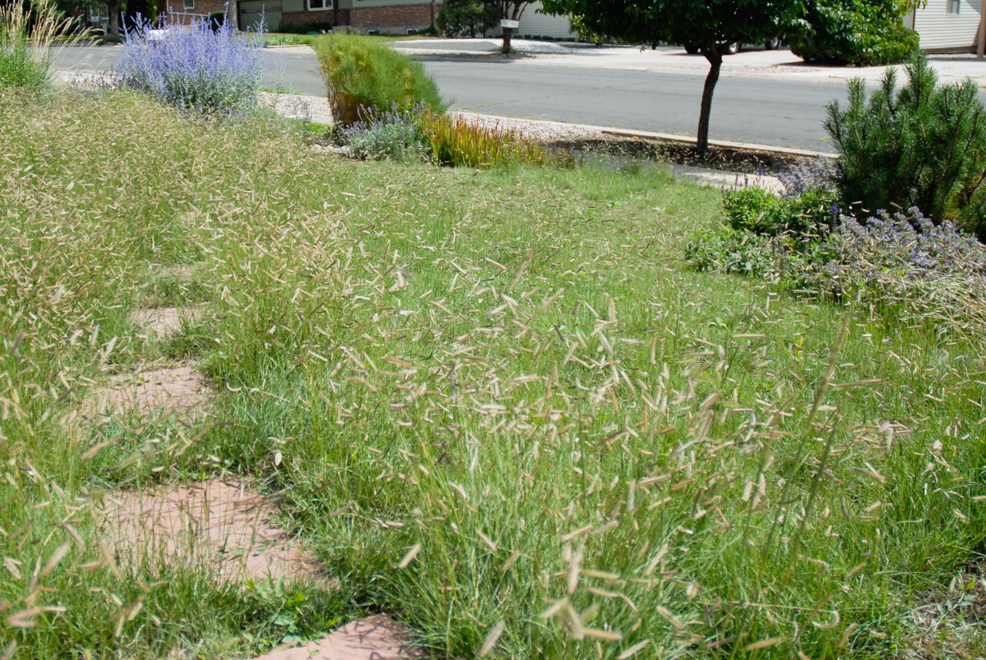 Southwest Spin Xeriscape